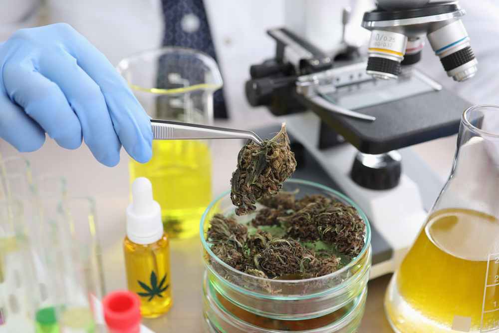 CBD提取设备：预算与效率